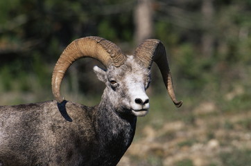Male stone sheep (Ovis dalli stonei), Stone Mountain Provincial Park, British Columbia, Canada