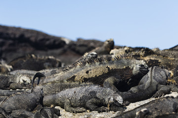 Marine Iguana