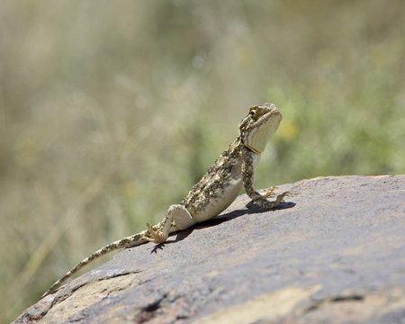 Southern spiny agama (Agama hispida), Mountain Zebra National Park