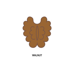 Walnut. icon. logo. vector illustration.