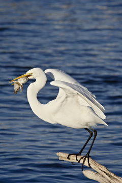 Great Egret (Ardea Alba) With A Fish, Sonny Bono Salton Sea National Wildlife Refuge, California