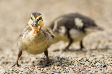 Stockenten-Mischlings-Küken / Mallard hybrid chicks