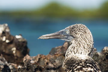 Blue-footed Booby