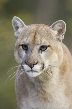 Mountain lion (cougar) (Felis concolor) staring, in captivity, Minnesota Wildlife Connection, Minnesota