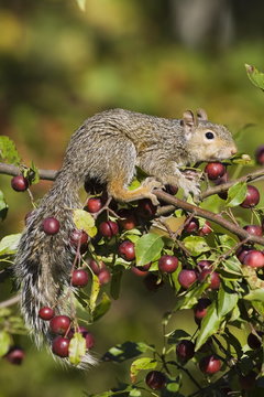 Eastern gray squirrel (Sciurus carolinensis) in a crab apple tree, in captivity, Minnesota Wildlife Connection, Sandstone, Minnesota