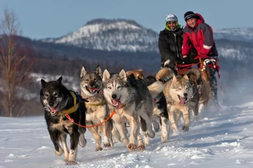 Fotobehang Dog team © SergeyKrasnoshchokov