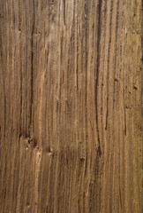 Fototapeta premium oak