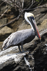 Pelican