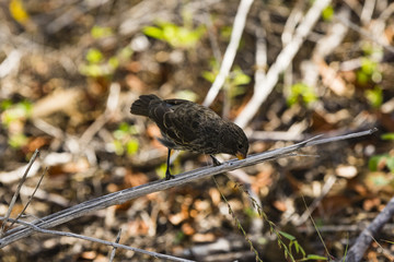 finch