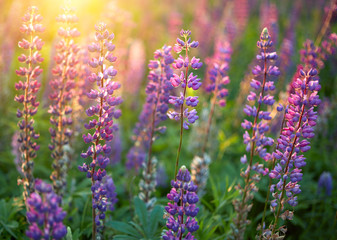Lupine Flowers background.  Field of Lupines flowers in sunset light