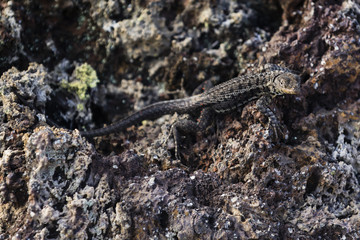 Lava Lizard