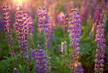 Lupine Flowers background.  Field of Lupines flowers in sunset light
