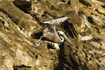 Pelican