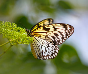 White butterfly on the flower