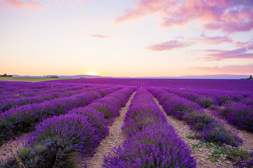 Naklejka na ściany i meble Lavender fields near Valensole in Provence, France on sunset