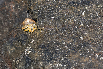 Hermit Crab