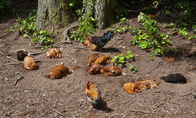 Obraz premium a comfortable living group of chicken in a forest on the azores
