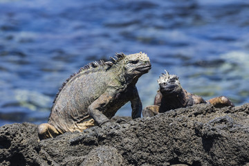 Marine Iguana
