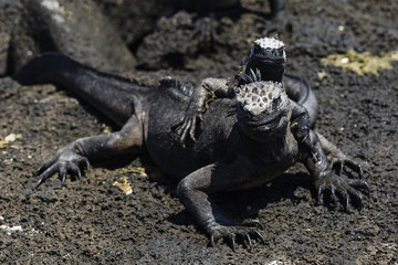 Marine Iguana
