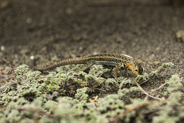 Lava Lizard
