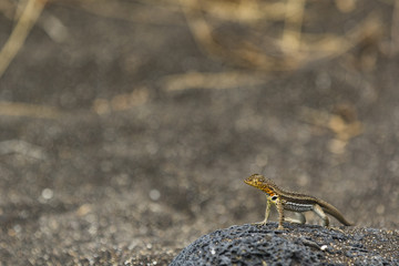 Lava Lizard