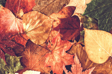 Autumn leaves background. / Autumn leaves background.  