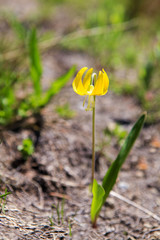Beautiful wild flower at Mt.Rainier