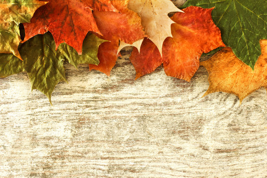 Autumn leaves background. / Autumn leaves background.  