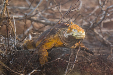 Land Iguana