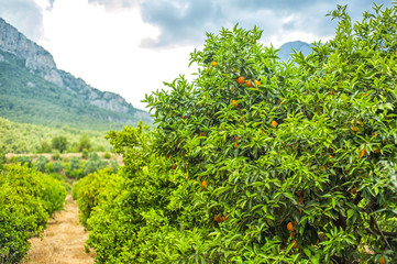 Fototapeta na wymiar Orange orchards and pomegranate trees in the background of mountains growing fruit