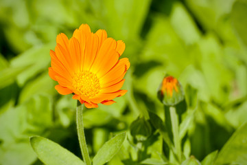 Calendula officinalis - field marigold