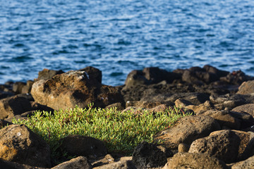 Shoreline at North Seymour