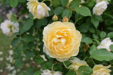 Yellow Rose