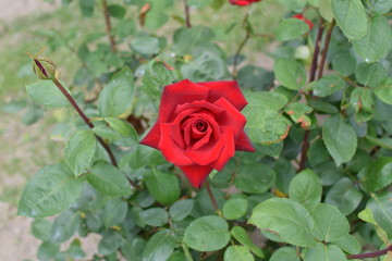 Red Rose