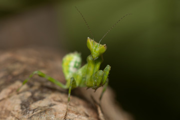 Mantis lives on grass in Asia Thailand