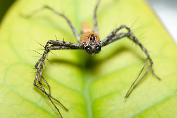 Macro Lynx Spider on leaf