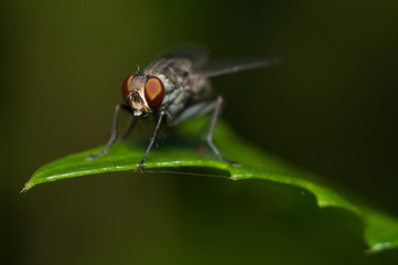 Fototapeta premium insect fly on on green leaf