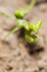 Mantis lives on grass in Asia Thailand
