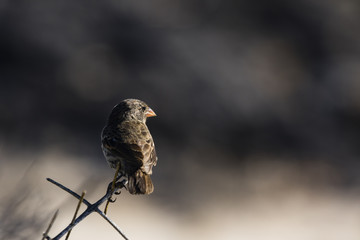 finch