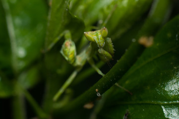 Mantis lives on grass in Asia Thailand
