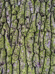Baumrinde an einem Baum