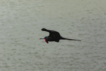 Frigate Bird