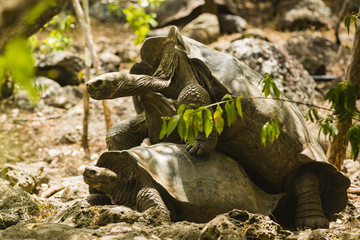 Giant Tortoise