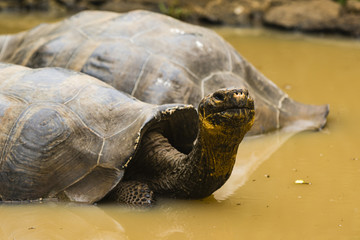 Giant Tortoise