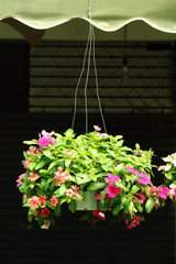 close up little flower in plastic pot