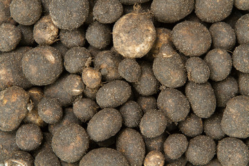 Barometer Earthstars or earthstar mushroom or in Thai word “Hed Thop” the very pupura mushroom in northen thailand