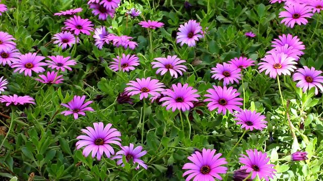 Flowering Purple Daisy or Gerbera in Garden