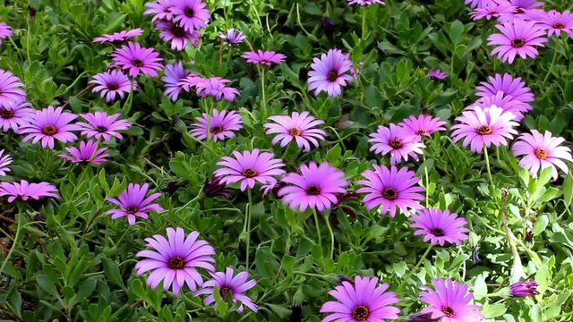 Flowering Purple Daisy or Gerbera in Garden