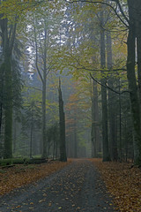 Fall in Bavarian Forest