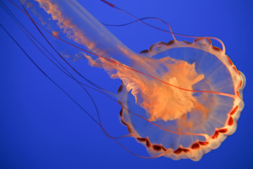 Yellow jellyfish - Powered by Adobe